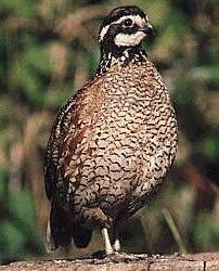 Georgia Giant Eggs