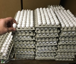25 SUPERIOR YIELD GEORGIA GIANT BOBWHITE Quail Egg fertile hatching conservation 