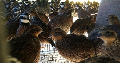 Live Birds