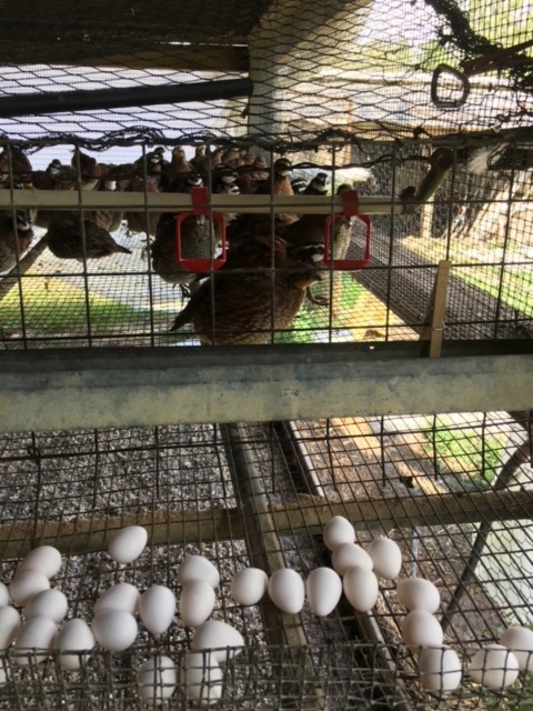 Jumbo Wisconsin Eggs